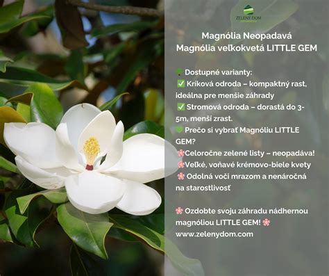 Ideálne stanovište pre magnóliu