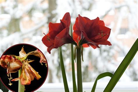 Zastrihnutá alchemilka po odkvitnutí