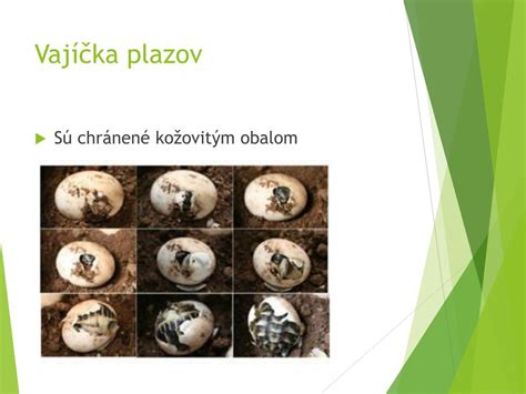 Vajíčka plazov