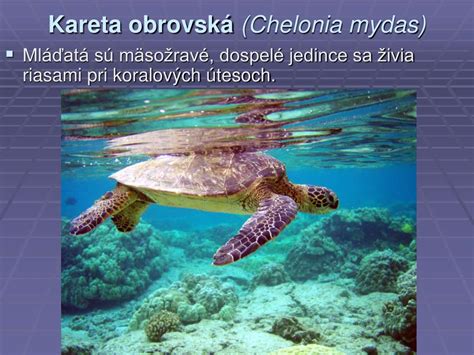 Vajcorodé, vajcoživorodé a živorodé plazy