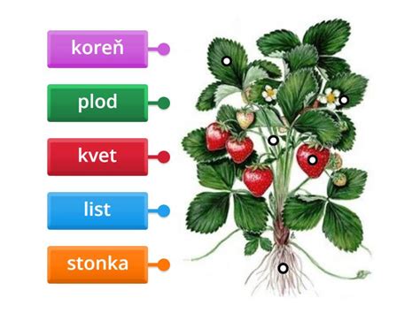 Rastlina rozdelená na menšie časti s koreňmi
