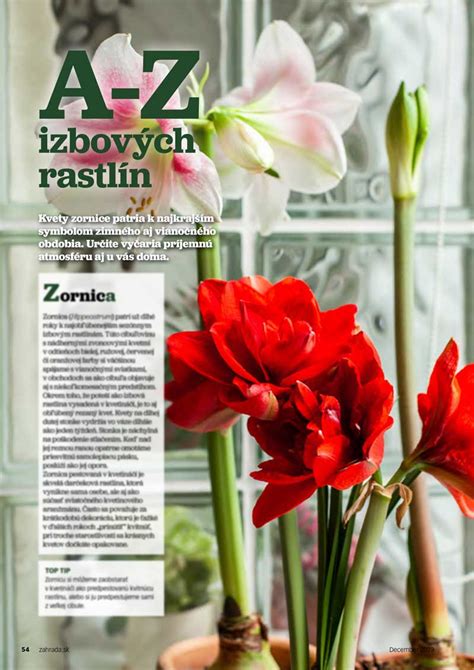Červená zornica