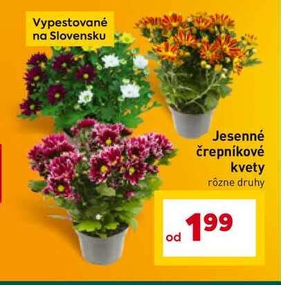 Rôzne druhy kvetov v drevených kvetináčoch