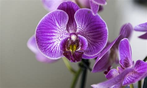 Kontrola koreňov orchidey