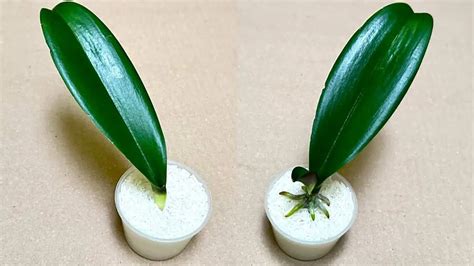 Odstraňovanie poškodených častí orchidey
