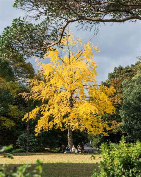Ginkgo biloba na jeseň
