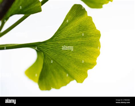 Detail listov Ginkgo biloba