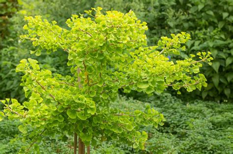 Ginkgo biloba Mariken na kmienku