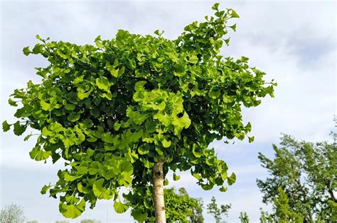 Mladý strom Ginkgo biloba v záhrade