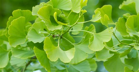 Ginkgo biloba pestované ako bonsaj