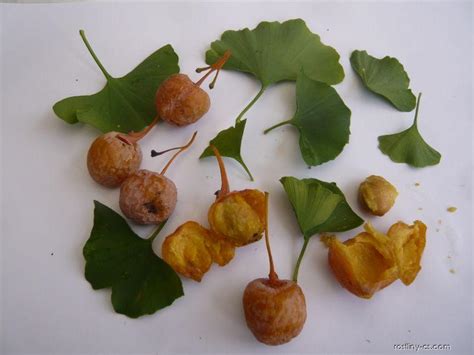 Plody Ginkgo biloba