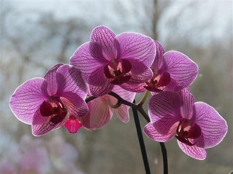 Metóda ponorenia pri zálievke orchideí