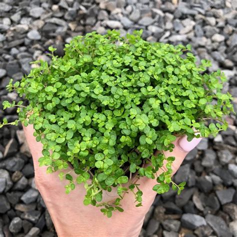 Soleirolia soleirolii v teráriu