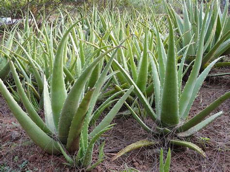 Rastlina Aloe Vera Barbadensis Miller