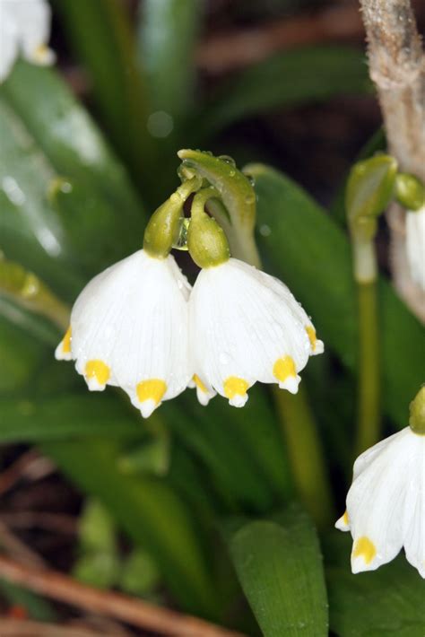 Snežienky a bledule - porovnanie