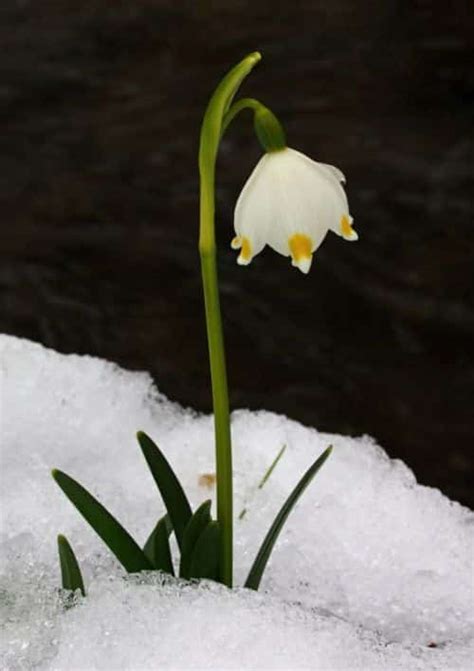 Detail kvetu bledule