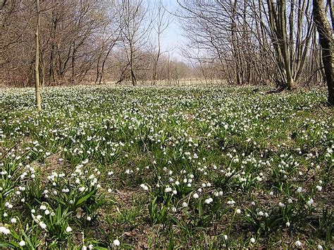 Národná prírodná rezervácia Jovsianska hrabina