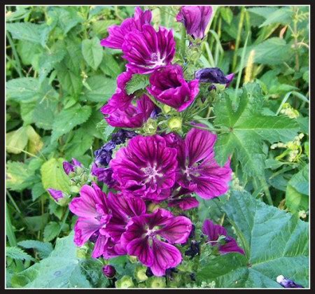 Ibiš lekársky rastlina