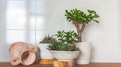 pestovanie izbových rastlín v interiéri