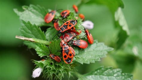 užitočný hmyz v ekologickej záhrade