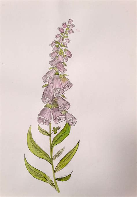 Botanická kresba pilátu lekárskeho