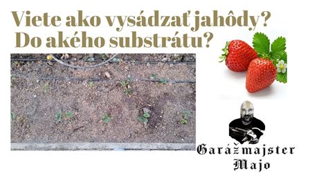 Náčrt vhodného substrátu pre jahody v kvetináči