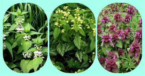 Vzhľad divozelu veľkokvetého