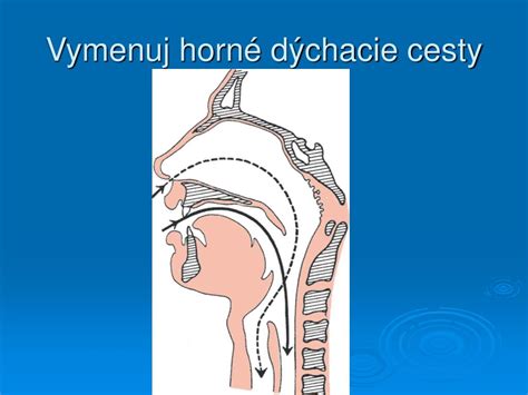 Schéma účinkov divozelu na dýchacie cesty