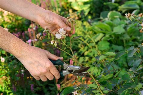 Ilustrácia odstraňovania odkvitnutých kvetov
