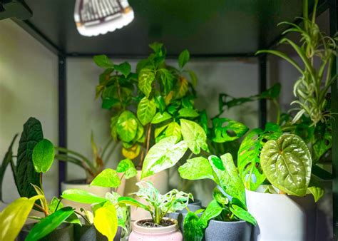 LED osvetlenie pre rastliny v interiéri