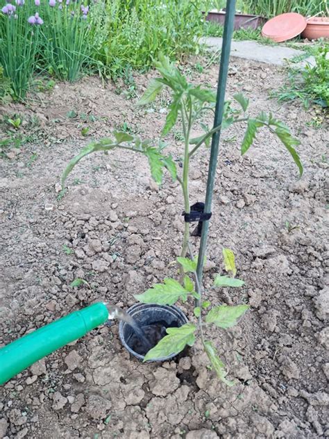 Zavlažovanie paradajok ku koreňom