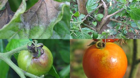 Príznaky plesne zemiakovej na listoch paradajok