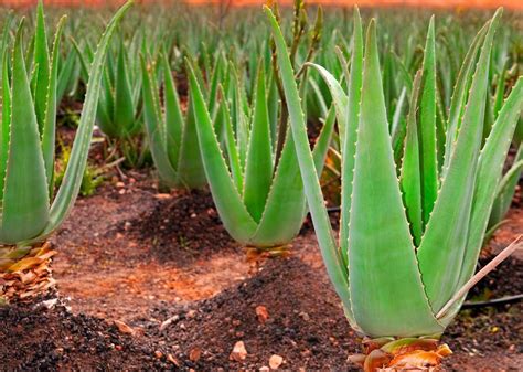Rastlina Aloe Vera a jej listy