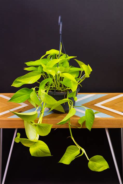 Zlatý Pothos (Epipremnum aureum) v závesnom kvetináči