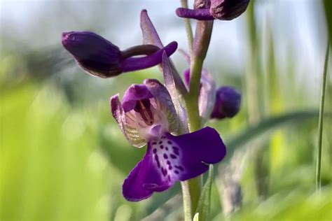 Typické biotopy slovenských orchideí