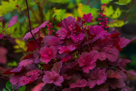 Heuchera s farebnými listami