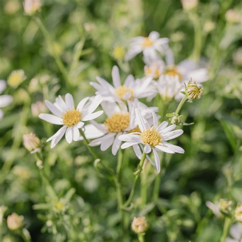 Kvitnúca japonská astra 'Alba'