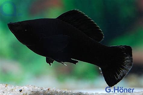 Samice a samec Black Molly