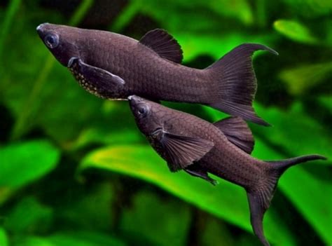 Gravidná samica Black Molly