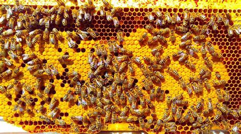 Včelí úľ s odložencom