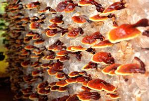 Pestovanie huby Reishi