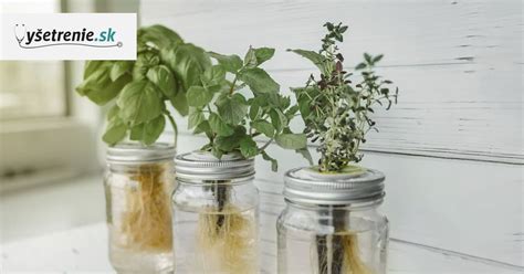 Zoznam vhodných rastlín na pestovanie vo vode