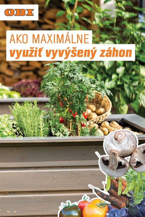 Sadenie priesad echinacey do záhona