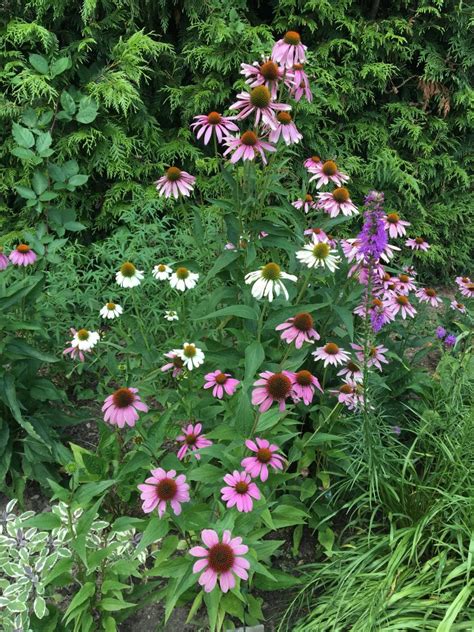 Echinacea v kombinácii s inými kvetmi