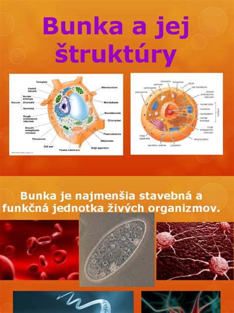 Bakteriálna spóra a jej štruktúra