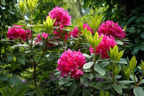 Azalka a rododendron - rozdiely