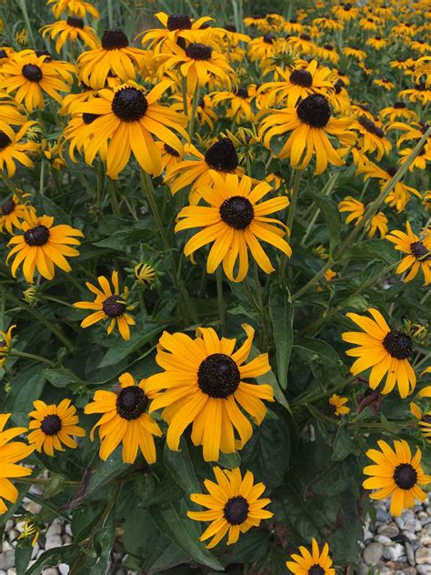 Rudbekia so žiarivo žltými kvetmi