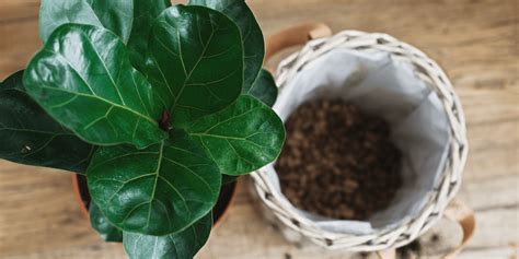 Rôznorodosť listov fikusov