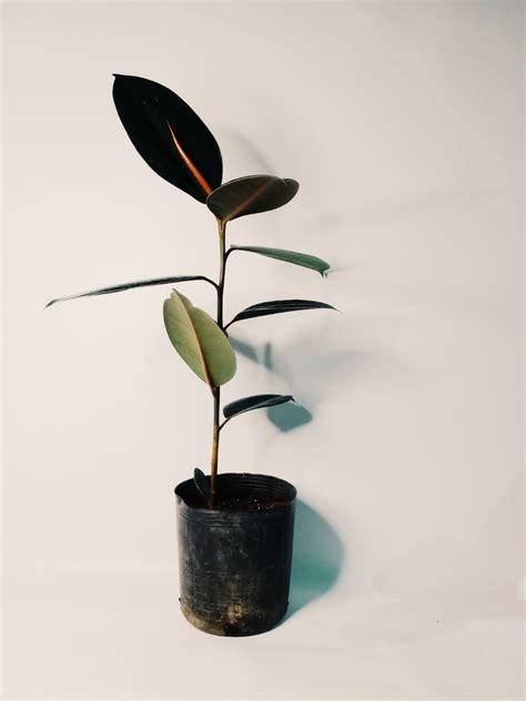 Ficus elastica s veľkými tmavozelenými listami