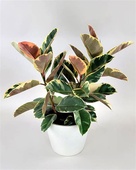 Ficus elastica 'Tineke' s panašovanými listami
